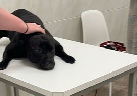 Una mujer ahoga a su perro en una playa de Alicante: el animal murió en el veterinario