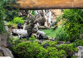 Los Bioparc se suman a la campaña contra la contaminación por plásticos en la efeméride ambiental de la ONU