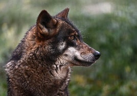 El Consejo de la Unión Europea aprueba rebajar la protección del lobo