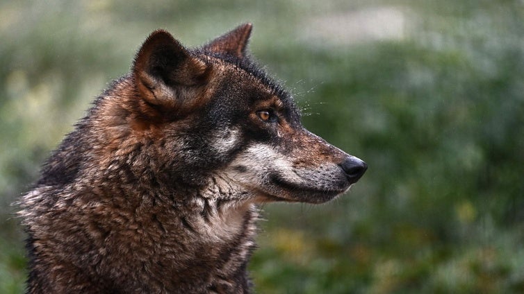 El Consejo de la Unión Europea aprueba rebajar la protección del lobo