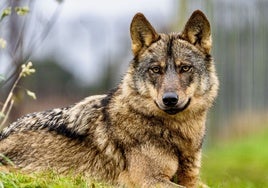 El caos de los fondos para el lobo: «Ha sido imposible hacer el seguimiento de los 20 millones de euros»